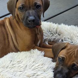 Ms Ellie - Rd whtn blk nose female Rhodesian Ridgeback puppy in Gaffney, South Carolina from Circle D Farms