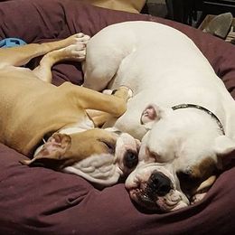 Olde English Bulldogges from Bobblehead Bulldogges