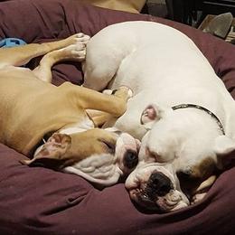 Olde English Bulldogges from Bobblehead Bulldogges
