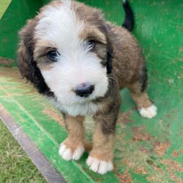 Bernedoodle Puppies from Bayou Blu's Bernedoodles