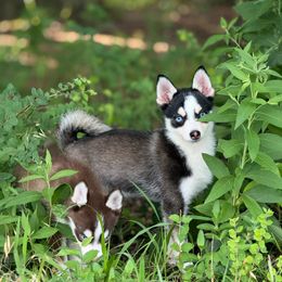 Toy Jasper - Black and white male Pomsky puppy in Perkins, Oklahoma from A-Dream Pomsky Kennel
