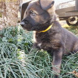 German Shepherd Puppies from Reddington Shepherds