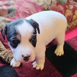 Muffin - Tri-color female Jack Russell Terrier puppy in London, Kentucky from Whitehouse Jack Russells