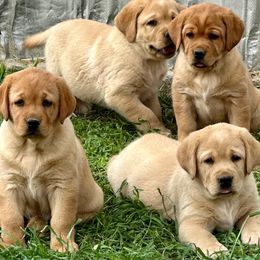 French Bulldogs and Labrador Retrievers from Summer Rose