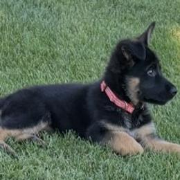 Red collar Girl - Black and red female German Shepherd puppy in Galt, California from At Redwood Runs