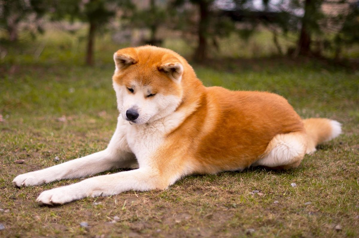 25 cute Japanese Akitainu puppies for sale in Los Angeles, California