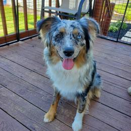 CELY - Miniature Australian Shepherd