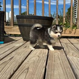 Shaco - Black and white male Pomsky puppy in Boonville, Indiana from Elysian Pomskies
