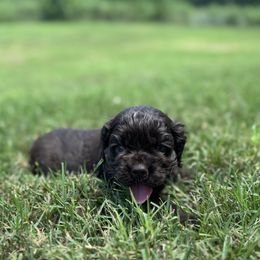 Red - Brown male Cocker Spaniel puppy in Palestine, Texas from Chocolate Cocker Spaniels