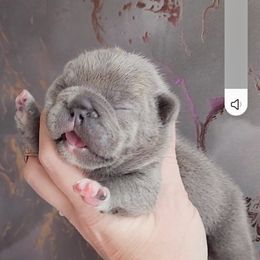 French Bulldog Puppies from PHP's Starbulls