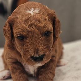 Jessie - Red female Cavapoo puppy in Glendale, Arizona from Cool Cavapoos