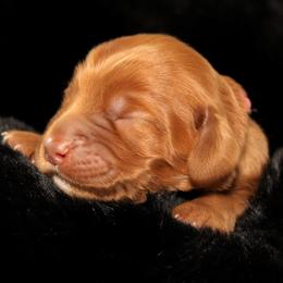 Trifle - Caramel female Australian Labradoodle puppy in Stanwood, Washington from Victoria Creek Australian Labradoodles
