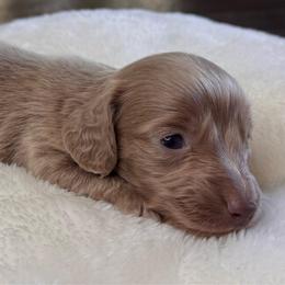 Tulip - Fawn (isabella) and tan female Dachshund puppy in Wallingford, Kentucky from Hensley Homestead Dachshunds
