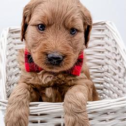 Comet - Red  male Goldendoodle puppy in Mecklenburg County, North Carolina from Rustic Road Doodles