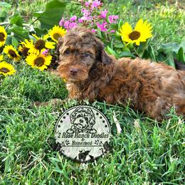 Brown Phantom - Brown male Bernedoodle puppy in Graham, Texas from 2 Rose Ranch Doodles