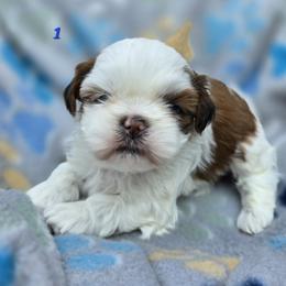 Mochi Boy 1 - Liver and white male Shih Tzu puppy in Oakville, Washington from Garrard Creek Shih Tzus