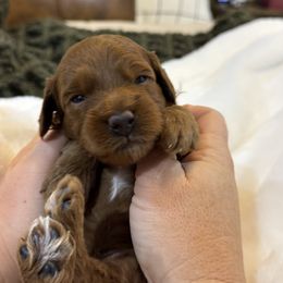 Goldendoodle and Maltipoo Puppies from Jessica's Maltipoo and Goldendoodle