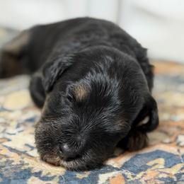 Snickers - Phantom male Bernedoodle puppy in El Campo, Texas from Little Fur Friends Bernedoodles