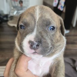 Caterpillar - Fawn brindle male American Pit Bull Terrier puppy in Aurora, Colorado from BlueRose Kennel