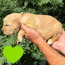 Douglas (Green) - Golden male Golden Retriever puppy in Cadillac, Michigan from K & M Golden Retrievers