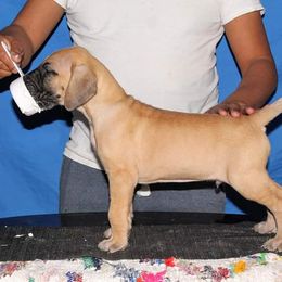 Great Dane Puppies from Legado Danes