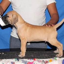 Great Dane Puppies from Legado Danes