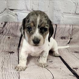 Grace - Dapple female Dachshund puppy in Anaconda, Montana from Williams Family Dachshunds