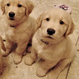 Golden Retriever Puppies from Rusty Creek Retrievers