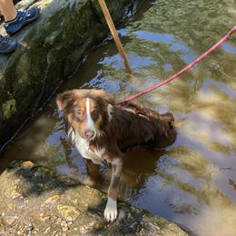 Asher - Miniature Australian Shepherd