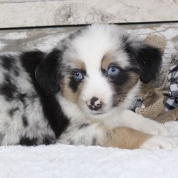 Pepper - Blue merle Miniature Australian Shepherd puppy in Paris, Texas from Kuttin’ Up Mini Aussies