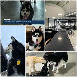 Siberian Husky Puppies from Xk siberians