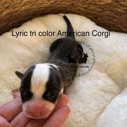 Lyric - Black and tan male American Corgi puppy in Casper, Wyoming from Flying Note Shorties