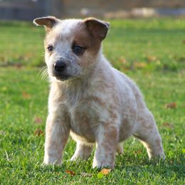 Australian Cattle Dog Puppies from Americana Farm