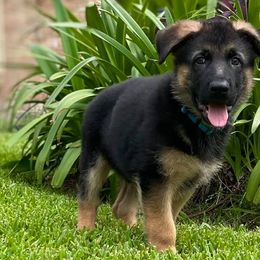 German Shepherds from Vom Rowangarde German Shepherds