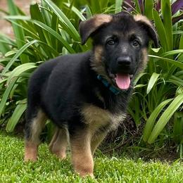 German Shepherds from Vom Rowangarde German Shepherds