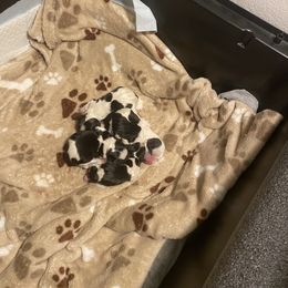 Girl 1 - Parti female Yorkshire Terrier puppy in Watertown, New York from NNYYorkies