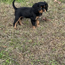 Cavalier King Charles Spaniel Puppies from McGregor's Cavalier King Charles Spaniels