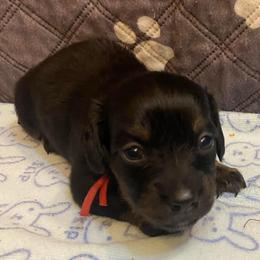 ZUMA- CKC REGISTERED FULL RIGHTS - Black female Dachshund puppy in Elizabethtown, Kentucky from Teeny Tiny Puppy Tails