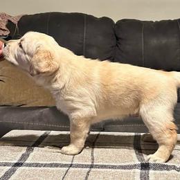 Galadriel - Labrador Retriever