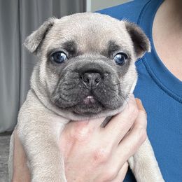 French Bulldog Puppies from Upcountry Frenchies