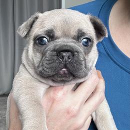 French Bulldog Puppies from Upcountry Frenchies
