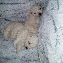 Bichon Frise Puppies from JMs Bichons