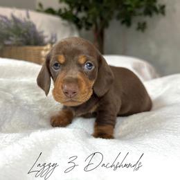 Lily - Chocolate and tan female Dachshund puppy in Karnes County, Texas from Lazzy Z Dachshunds