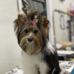 Cyprus - Yorkshire Terrier