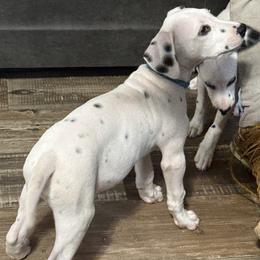 Bluey - White and black male Dalmatian puppy in Hastings, Florida from Love My Spotty Dalmatians