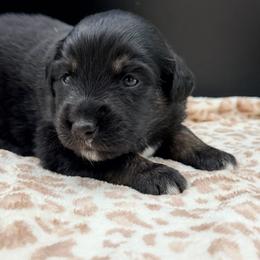 Boy 3 - Black tri male Miniature Australian Shepherd puppy in Arcadia, Indiana from Sunset Cowgirl Mini Aussies