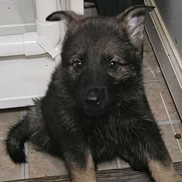Jasmine--(Purple) - Sable female German Shepherd puppy in Florence, Alabama from Penley Shepherds