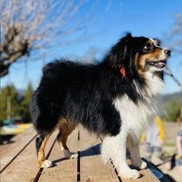 Skiff - Miniature Australian Shepherd