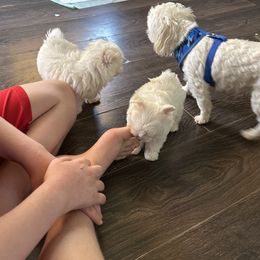 Maltese and Siberian Husky Puppies from Karst Tiny Paws Kennel