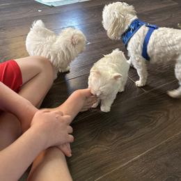 Maltese and Siberian Husky Puppies from Karst Tiny Paws Kennel